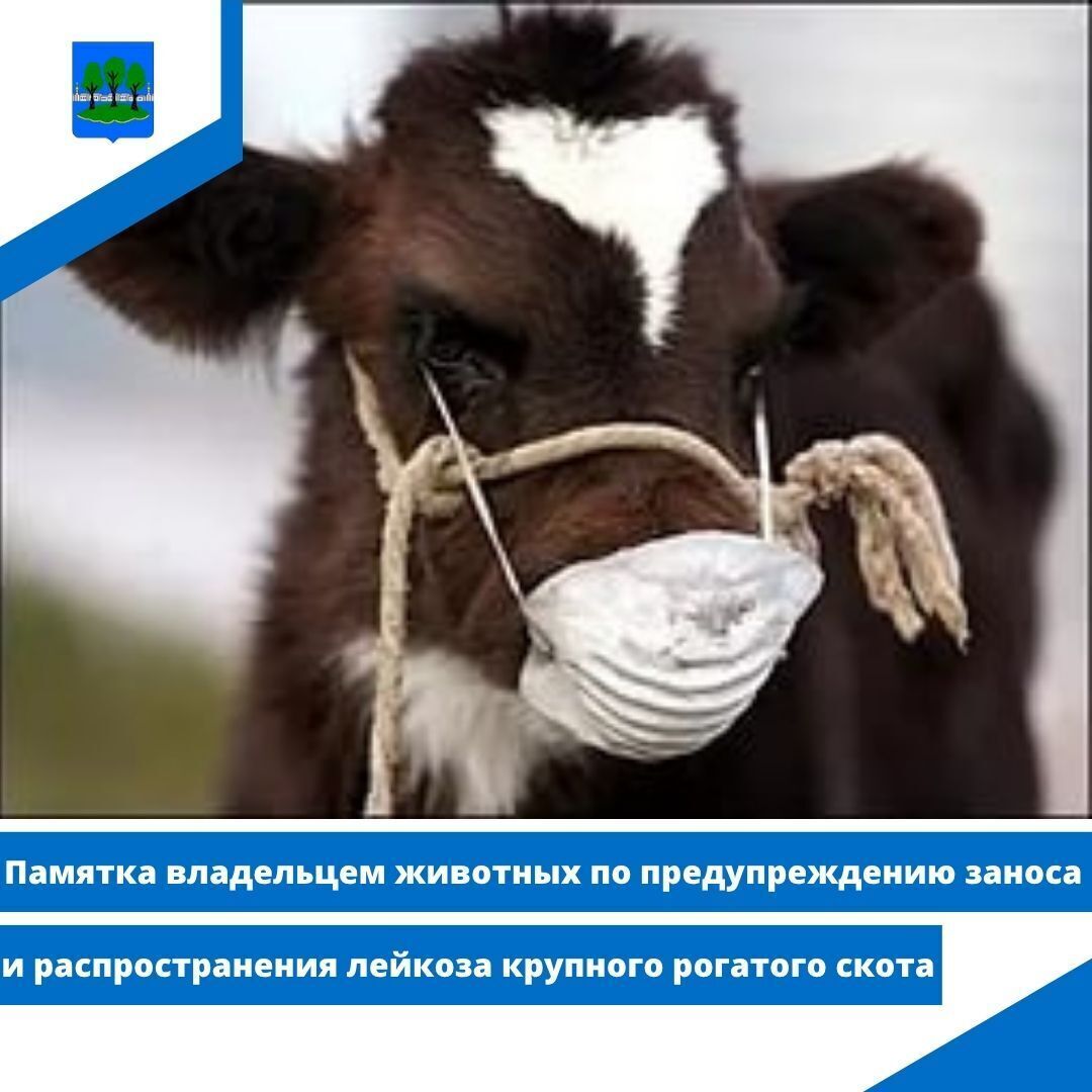 Памятка владельцем животных по предупреждению заноса и распространения лейкоза КРС.