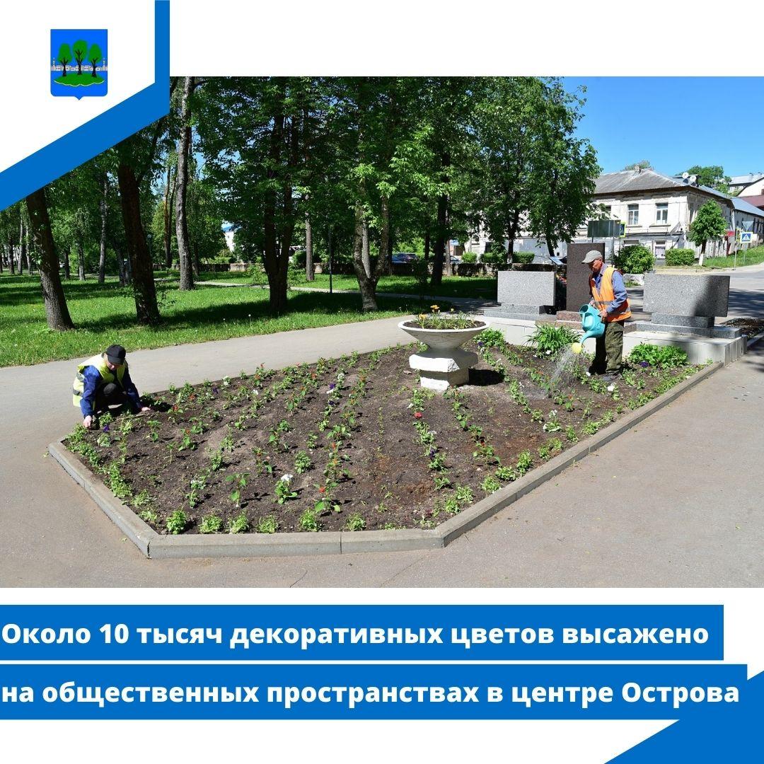 Около 10 тысяч декоративных цветов высажено на общественных пространствах в центре Острова.